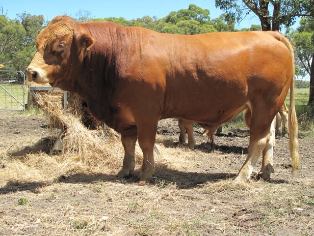 Limousin Cattle Lara Farm French Island